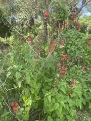 Salvia coccinea image