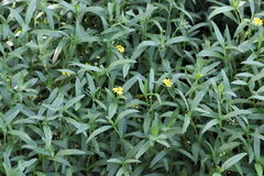 Sphagneticola calendulacea