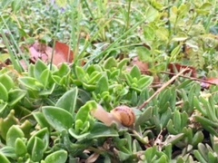 Cornu aspersum