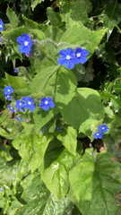 Pentaglottis sempervirens