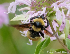 Bombus auricomus