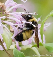 Bombus auricomus