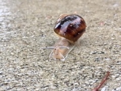 Cornu aspersum