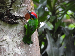 Psilopogon rafflesii