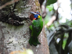 Psilopogon rafflesii