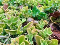 Cornu aspersum