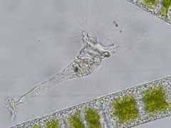 Collotheca