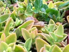 Cornu aspersum