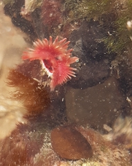 Serpula vermicularis