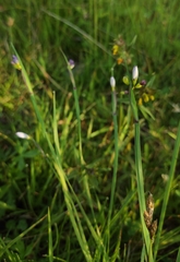 Sisyrinchium septentrionale
