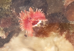 Serpula vermicularis