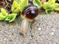 Cornu aspersum