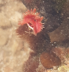 Serpula vermicularis