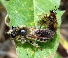 Choerades fuliginosa