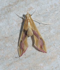 Agathodes ostentalis