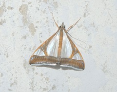 Agrioglypta eurytusalis