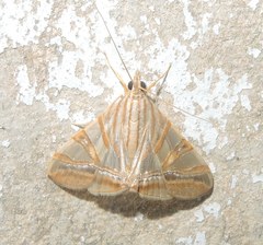 Agrioglypta zelimalis