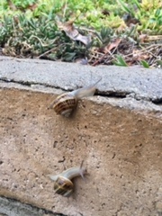 Cornu aspersum