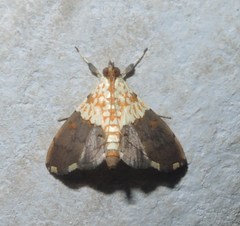Agrotera basinotata