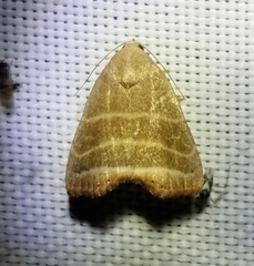 Bagisara rectifascia