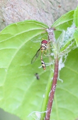 Allobaccha amphithoe