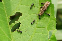 Dolichoderus sibiricus