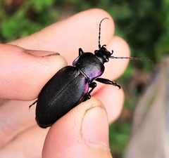 Carabus violaceus aurolimbatus