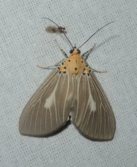 Asota canaraica