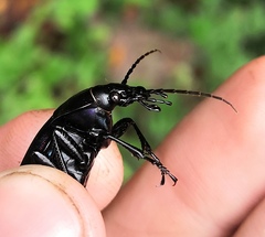 Carabus violaceus aurolimbatus