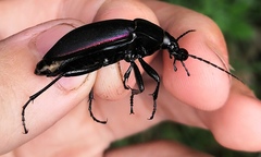 Carabus violaceus aurolimbatus