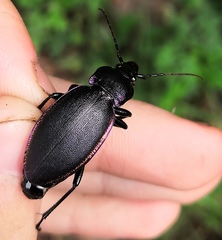 Carabus violaceus aurolimbatus