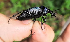 Carabus violaceus aurolimbatus