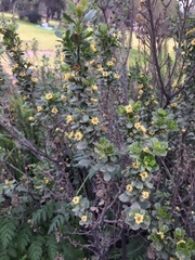 Baccharis rhomboidalis