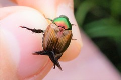 Popillia quadriguttata