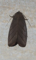 Asta quadrilinea