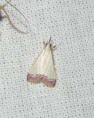 Autocharis amethystina