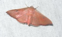 Banisia