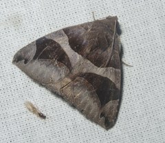Bastilla arcuata