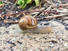 Cornu aspersum
