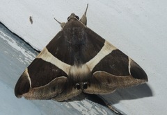 Bastilla crameri