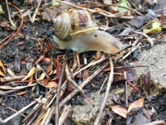 Cornu aspersum