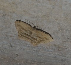 Calletaera postvittata