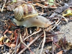 Cornu aspersum