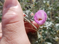 Sphaeralcea ambigua rosacea
