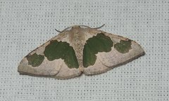Celenna festivaria