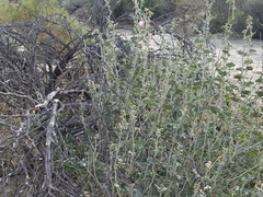 Sphaeralcea ambigua rosacea