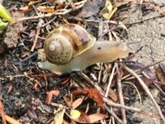 Cornu aspersum