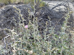 Sphaeralcea ambigua rosacea
