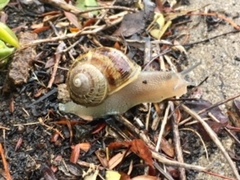 Cornu aspersum