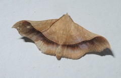 Chilkasa falcata